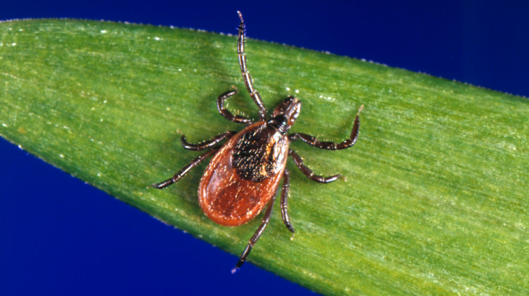 This undated photo provided by the U.S. Centers for Disease Control and Prevention (CDC) shows a blacklegged tick — also known as a deer tick. - CDC via AP