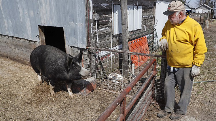 In this Friday, April 17, 2020, photo, Chris Petersen looks at a Berkshire hog in a pen on his farm near Clear Lake, Iowa. COVID-19, the disease caused by the coronavirus, has created problems for all meat producers, but pork farmers have been hit especially hard. - AP Photo/Charlie Neibergall