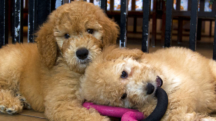 FILE - In this Monday, Aug. 26, 2019 file photo, Puppies play in a cage at a pet store in Columbia, Maryland. - AP Photo/Jose Luis Magana, File