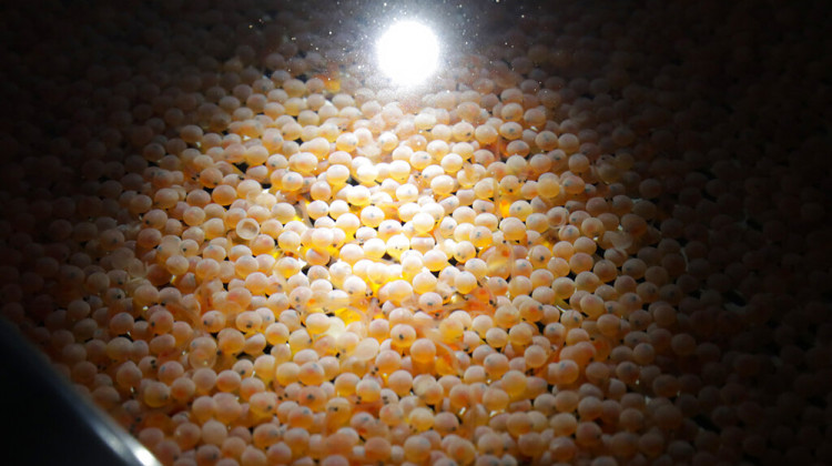 FILE - This Wednesday, June 19, 2019 file photo shows the first batch of bioengineered Atlantic salmon eggs in an incubation tray at AquaBounty Technologies' facility in Albany, Ind. - AP Photo/Michael Conroy