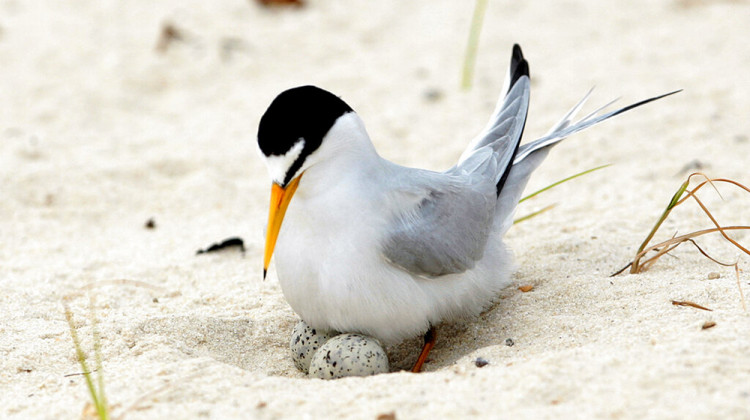 FILE - In this Saturday, May 1, 2010 file photo, a least tern checks her two eggs on the beach in Gulfport, Miss. The interior least tern has been taken off the endangered species list after 35 years of legal protection and habitat restoration efforts. - AP Photo/Dave Martin File