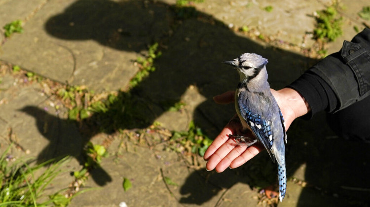 FILE - In this Saturday, April 24, 2021 file photo, a university graduate student holds a female blue jay in her open hand to release it in Silver Spring, Md., after removing it from a mist net used to capture birds for banding or other research projects. A mysterious ailment has sickened and killed thousands of songbirds in several mid-Atlantic states since late spring 2021. - AP Photo/Carolyn Kaster, File