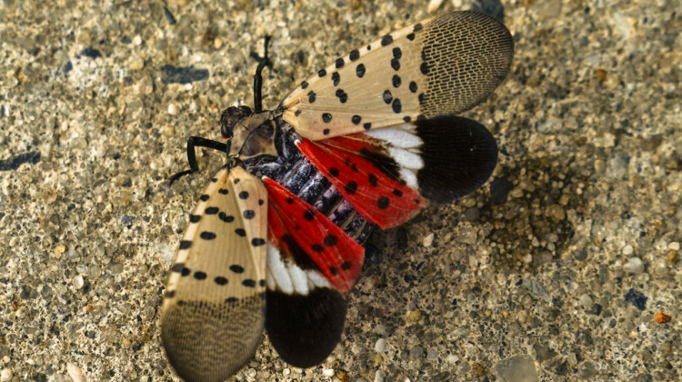 Shown is a spotted lanternfly in Glenside, Pa., Sunday, Oct. 31, 2021. - AP Photo/Matt Rourke