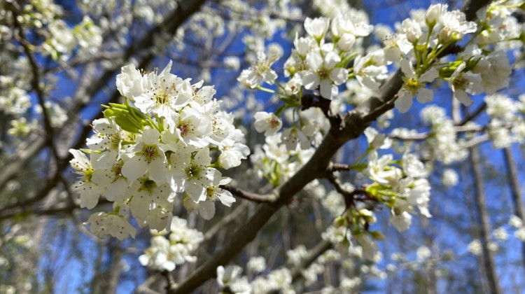 A callery pear is seen in Johns Creek, Ga. on Sunday, March 13, 2021. A stinky but handsome and widely popular landscape tree has become an aggressive invader, creating dense thickets that overwhelm native plants and bear four-inch spikes that can flatten tractor tires. - AP Photo/Alex Sanz