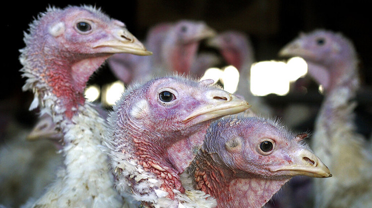 FILE - In this Nov. 2, 2005 file photo, turkeys are seen at a turkey farm near Sauk Centre, Minn. Bird flu has returned to Midwest earlier than authorities expected after a lull of several months, the Minnesota Board of Animal Health said Wednesday, Aug. 31, 2022, The highly pathogenic disease was detected in a commercial turkey flock in Meeker County of western Minnesota after the farm reported an increase in mortality last weekend. Tests confirmed the disease Tuesday evening. The flock was eut - AP Photo/Janet Hostetter, File