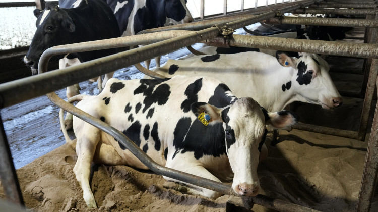 An outbreak of bird flu is affecting dairy cows in the U.S. - Charlie Neibergall / AP