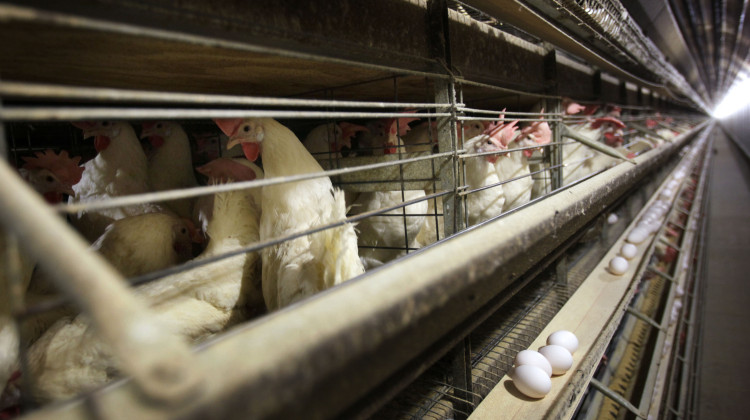 FILE - Chickens stand in their cage at the Rose Acre Farms, Monday, Nov. 16, 2009, near Stuart, Iowa. A federal jury in Illinois delivered $17.7 million in damages to several major food manufacturing companies who had sued major egg producers over a conspiracy to limit the supply of eggs in the U.S. in a lawsuit originally filed 12 years ago, according to attorneys representing the companies. The damages verdict was reached Friday, Dec. 1, 2023. - (AP Photo/Charlie Neibergall, File)