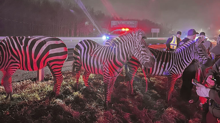 In this photo provided by Grant County Sheriff's Office, animals are rescued by emergency responders after a truck fire near Marion, Ind., early Saturday, Jan. 27. - Grant County Sheriff's Office