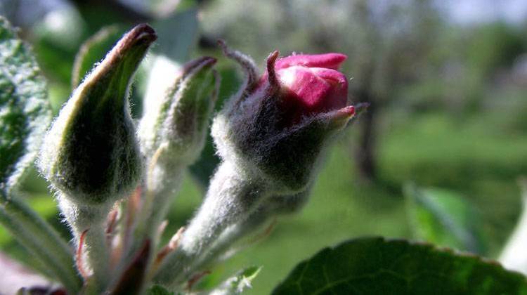 A ten-day cold snap in early April, threatened fruit trees that had already started to bud. - Rainer Rillke,CC-BY-SA-3.0