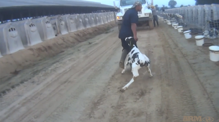 Activist Group's Video Shows Calves Being Abused At Fair Oaks Farms