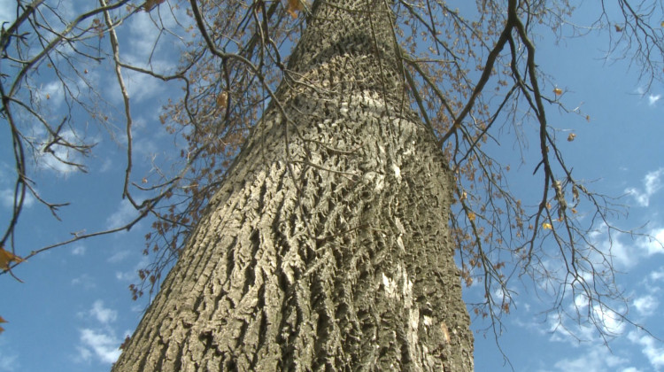 How The Emerald Ash Borer Will Survive Indiana's Cold SnapA tree infected with emerald ash borer beetles. - WFIU/WTIU News