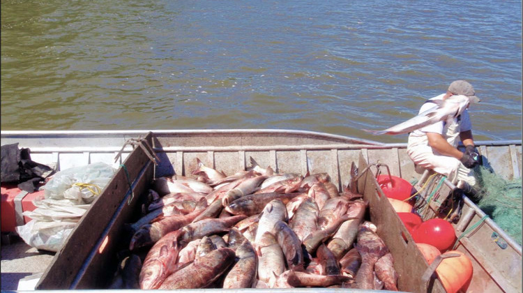 Asian Carp Removed from the Illinois River near Morris, Illinois in 2015. - U.S. Government Accountability Office