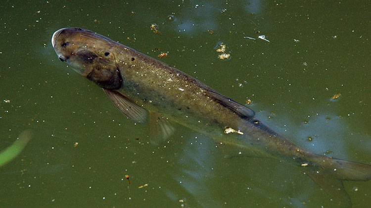 Officials Worry Asian Carp Could Spread Into Lake Monroe