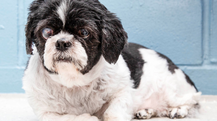 Aunt Bee - IndyHumane