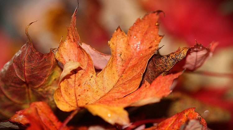 Indianapolis Department of Public Works' leaf collection season will end Dec. 2. - stock photo