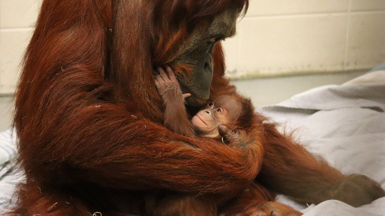 Mom, 28-year-old Tara, and baby bond together in Tara's bedroom in a private part of the orangutan exhibit at the Fort Wayne Children's Zoo. The baby is the third orangutan ever born at the zoo, and the third born in North American zoos this year. - Fort Wayne Children's Zoo