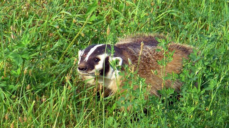 Badgers are classified as a species of special concern in Indiana and are protected by state law. - Courtesy Indiana Department of Fish and Wildlife