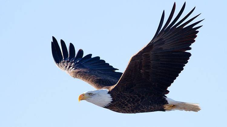 Duke Energy's annual "Eagle Viewing Day" will be held Jan. 30 at its Cayuga Generating Station in Vermillion County. - Steve Berardi, CC-BY-SA-2.0