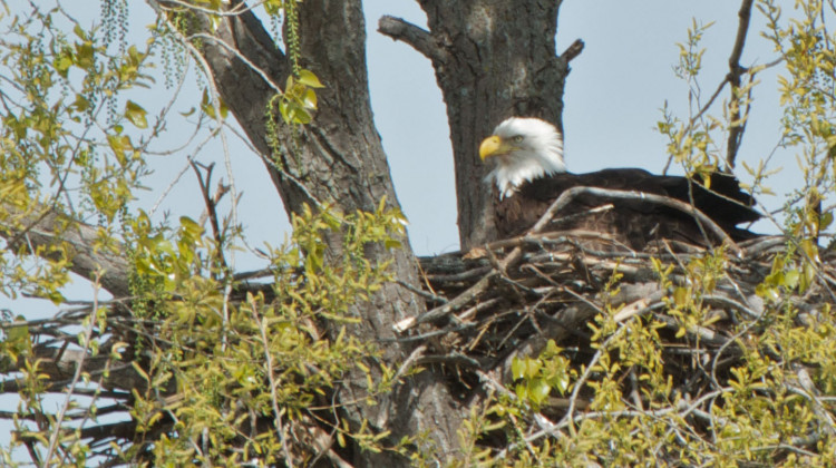 A bald eagle sits on a nest of eggs.  - Pete Markham/Flickr