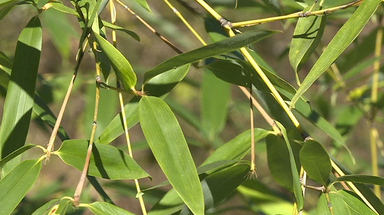 Should There Be Rules Restricting Bamboo Planting?