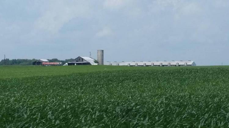 A concentrated animal feeding operation in Bartholomew County. - Annie Ropeik/IPBS