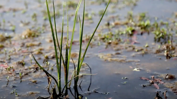 Bill – amended to clarify controversial wetlands law – passes Indiana House