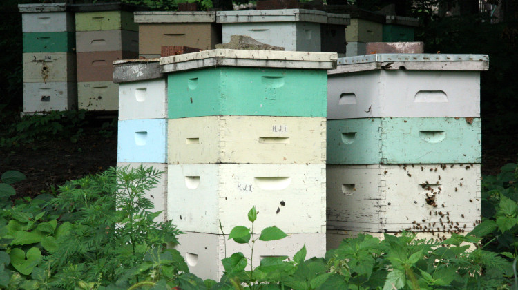 HOAs would not be able to stop people from having beehives on their property as long as they’re actively maintained for honey and placed 100 feet from residents with bee allergies. - Jonathunder/Wikimedia Commons