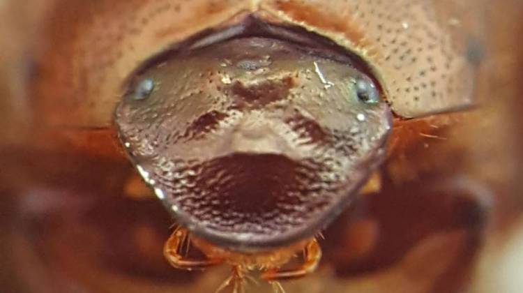 The researchers were able to induce a third eye on the top of the beetles' head during their development. - Sophia Saliby/WFIU