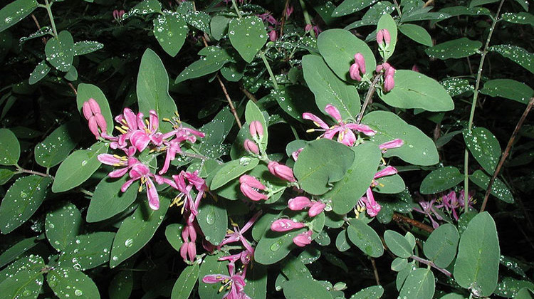 Bell's honeysuckle is one of 44 plants on the list. - Leslie J. Mehrhoff/University of Connecticut/Bugwood.org