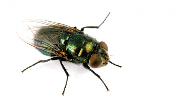 Researchers at have mapped the genes of the Black Blow Fly. - Kurt Schaefer