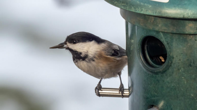 A Black-capped chickadee at a bird feeder, 2020. - Wikimedia Commons/Rhododendrites