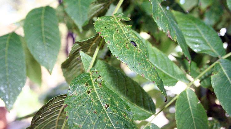 The walnut twig beetle, responsible for spreading thousand cankers disease fungus to black walnut trees like this one, has been found in Indiana for the first time. - Jeffrey Beall, CC-BY-SA-2.0