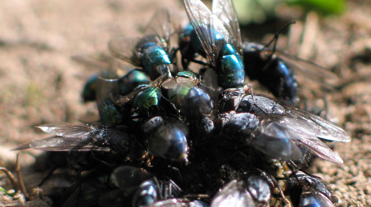 Chemical weapons are hard to detect because they can break down quickly. But blow flies — that are constantly “tasting” their environment to find a good habitat for their offspring — can help. - Soebe/Wikimedia Commons