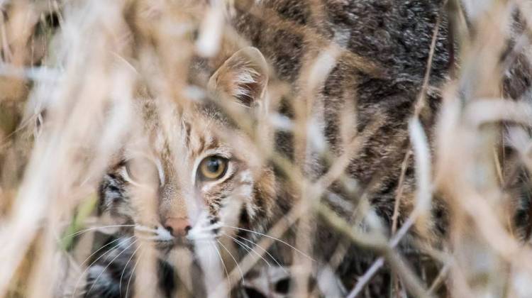 A bobcat hides in Beanblossom Bottoms earlier this year.  - Courtesy Chip Methvin/ Sycamore Land Trust