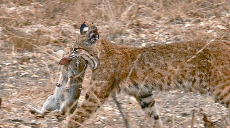 The bill's author, hunters, and trappers say bobcats – like this one photographed in California – are reducing populations of small game like rabbits in Indiana. (Linda Tanner/Wikimedia Commons) BOBCAT MORTALITIES: Causes of bobcat deaths in Indiana from 1990 to 2018, according to a 2018 annual report by the Indiana DNR. - Courtesy of Indiana Department of Natural Resources