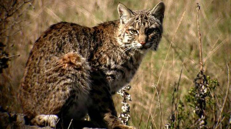 Indiana May Allow Hunting And Trapping of Bobcats