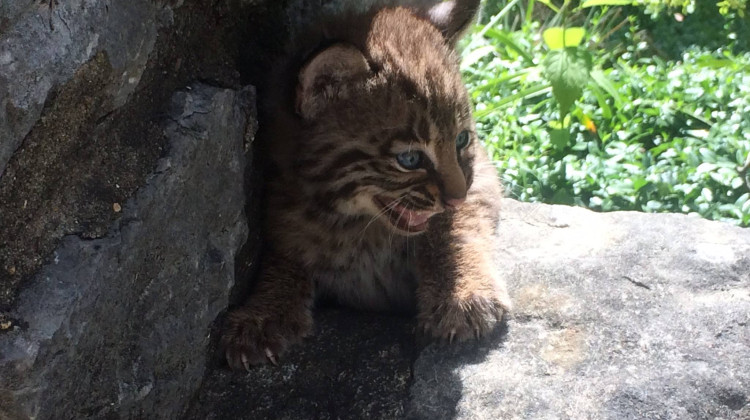 Bobcats were taken off the Indiana endangered species list in 2005. - U.S. Fish and Wildlife Service/Wikimedia Commons