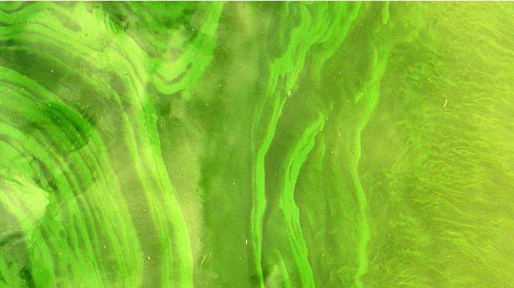 Indiana Issues Advisory For Toxic Algae On Ohio River