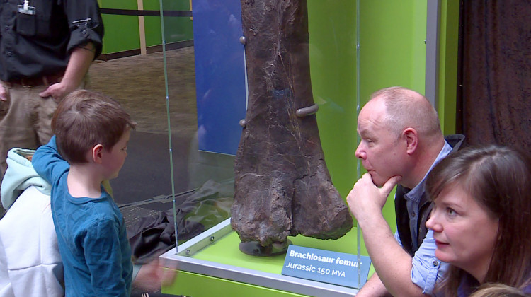 A brachiosaur femur was unveiled at the Jurassic announcement at the Children's Museum. - (Jill Sheridan/IPB News)