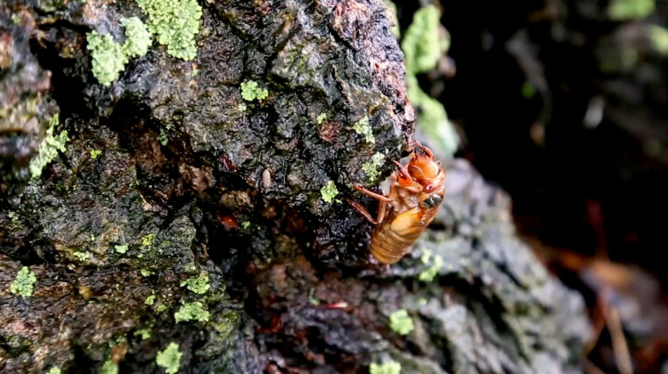 Brood X Cicada Population On Par With 2004 Emergence