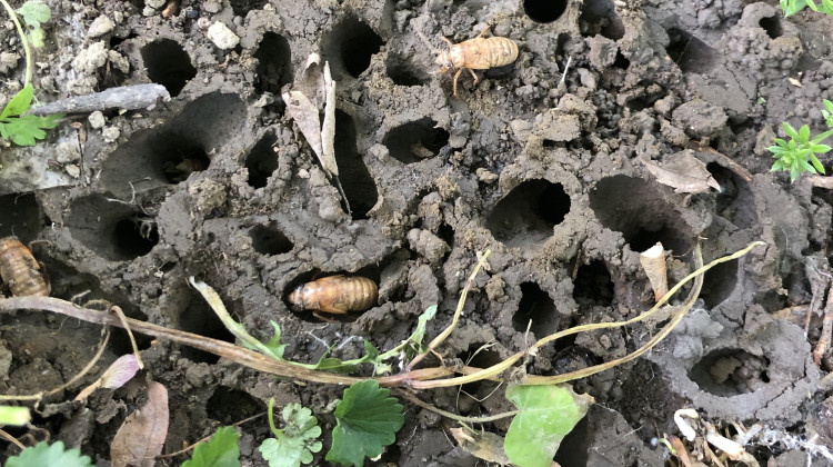 Brood X cicada nymphs emerging from holes in the ground in Maryland, May 2021. - Kiraface/Wikimedia Commons
