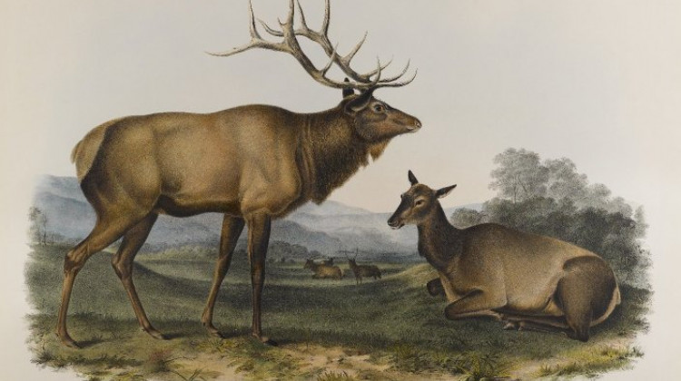 A lithograph of the eastern elk by John James Audubon. It used to live in Indiana until it became extinct in 1880. - Brooklyn Museum/Wikimedia Commons