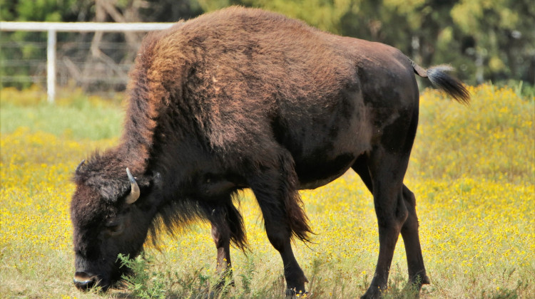 Buffalo Still Roam Steuben County