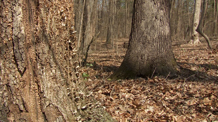 Trees in the Hoosier National Forest. - (Devan Ridgway/WTIU)