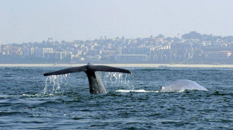 Whale Traffic Jam Delights Visitors And Baffles Scientists