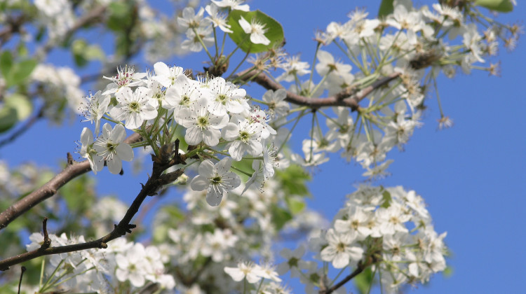 Flowers on a Callery pear tree also known as a Bradford pear, 2007. - Mpbaugh/Wikimedia Commons