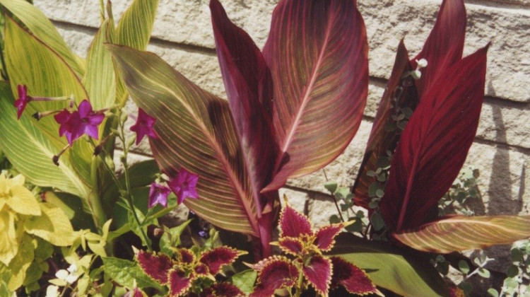 Jo Ellen Meyers Sharp planted some cannas this year in her yard in Indianapolis — large, tropical-looking plants with big leaves, often with red or yellow flowers. (Provided by Jo Ellen Meyers Sharp)