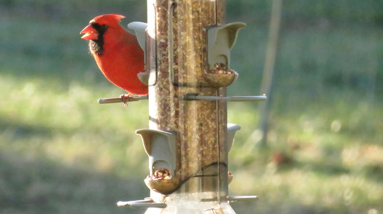 A cardinal at a bird feeder, 2020. - Joe Myers/Wikimedia Commons