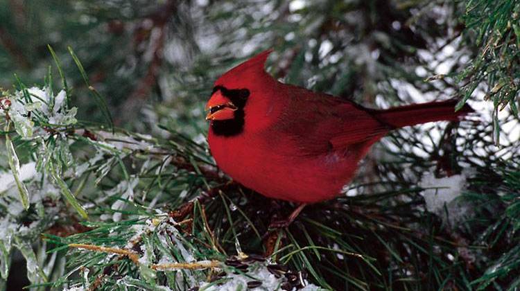 Butler Professor Contributes to Biodiversity Study