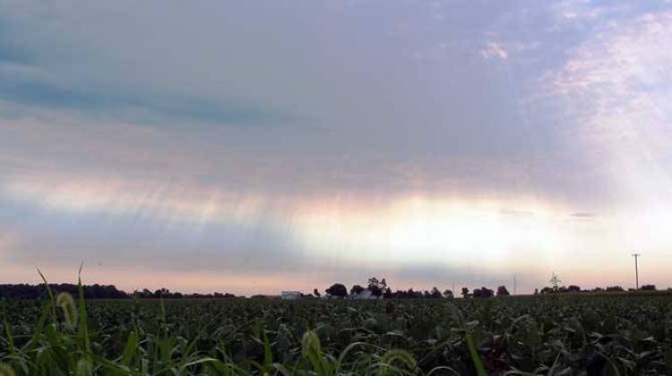 The sun begins to set over a soybean field near Camden in Carroll County. - Huw Williams, public domain